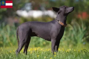 Read more about the article Xolo breeders and puppies in Georgia
