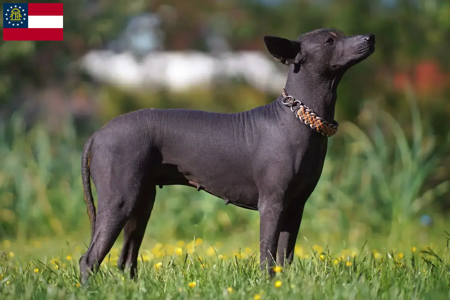 Xolo puppies and breeder Georgia Find Xolos breeders in Georgia here.