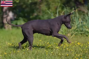 Read more about the article Xolo breeders and puppies in Hawaii