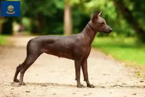 Read more about the article Xolo breeders and puppies in Idaho