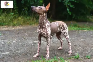 Read more about the article Xolo breeders and puppies in Illinois