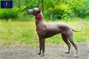 Read more about the article Xolo breeders and puppies in Indiana
