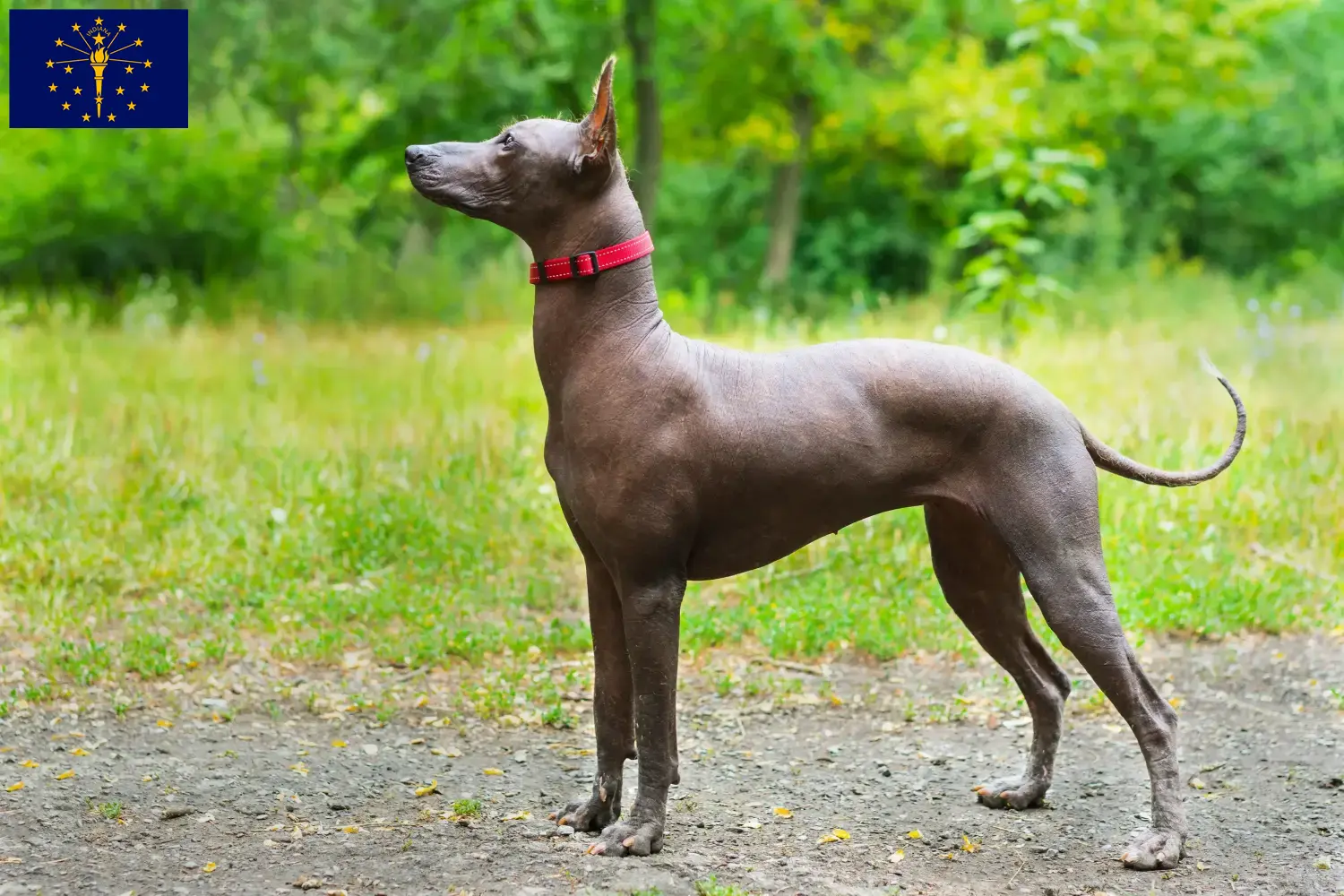 Xolo puppies and breeder Indiana Find Xolos breeders in Indiana here.
