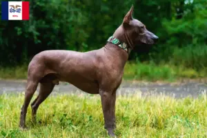 Read more about the article Xolo breeders and puppies in Iowa