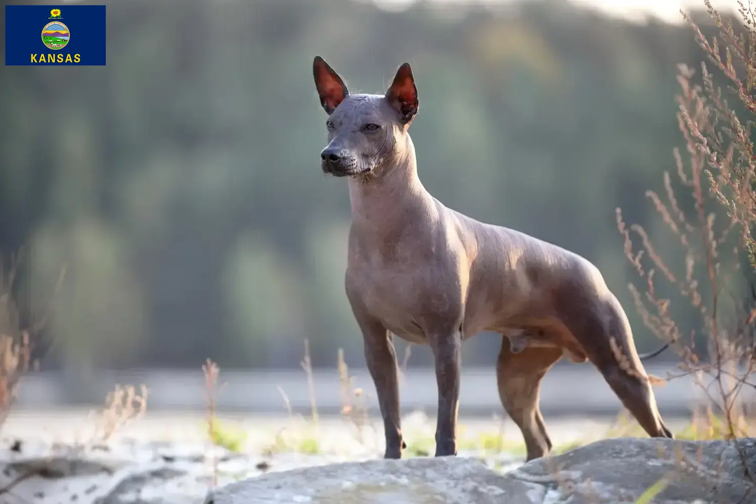 Xolo puppies and breeder Kansas Find Xolos breeders in Kansas here.