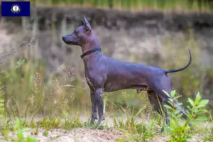 Read more about the article Xolo breeders and puppies in Kentucky