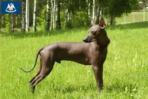 Read more about the article Xolo breeders and puppies in Louisiana