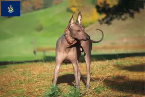 Read more about the article Xolo breeders and puppies in Maine
