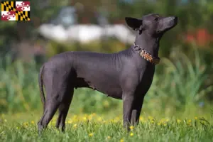 Read more about the article Xolo breeders and puppies in Maryland
