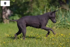 Read more about the article Xolo breeders and puppies in Massachusetts