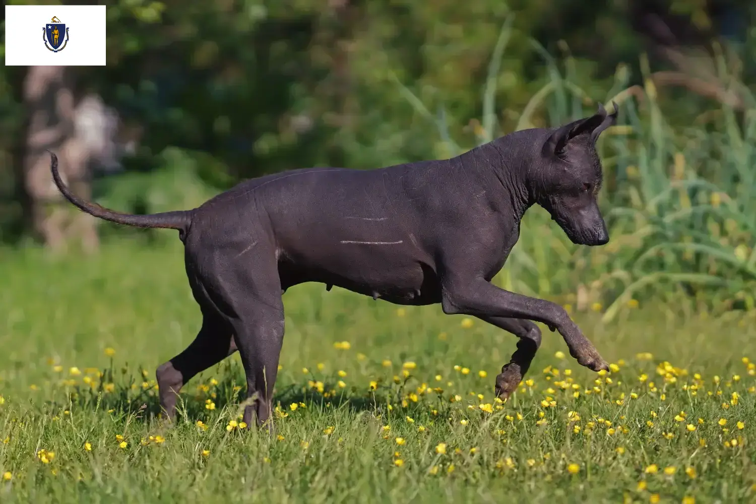 Xolo puppies and breeders Massachusetts Find Xolos breeders in Massachusetts here.