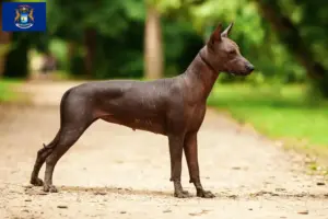 Read more about the article Xolo breeders and puppies in Michigan