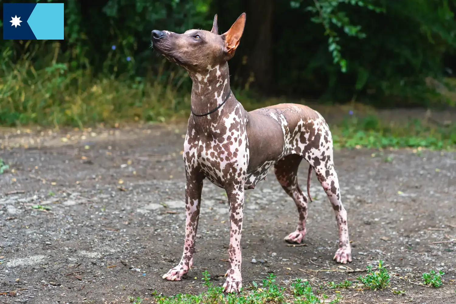 Xolo puppies and breeders Minnesota Here you can find Xolos breeders in Minnesota.
