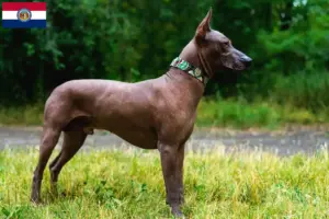 Read more about the article Xolo breeders and puppies in Missouri