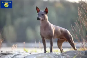 Read more about the article Xolo breeders and puppies in Montana