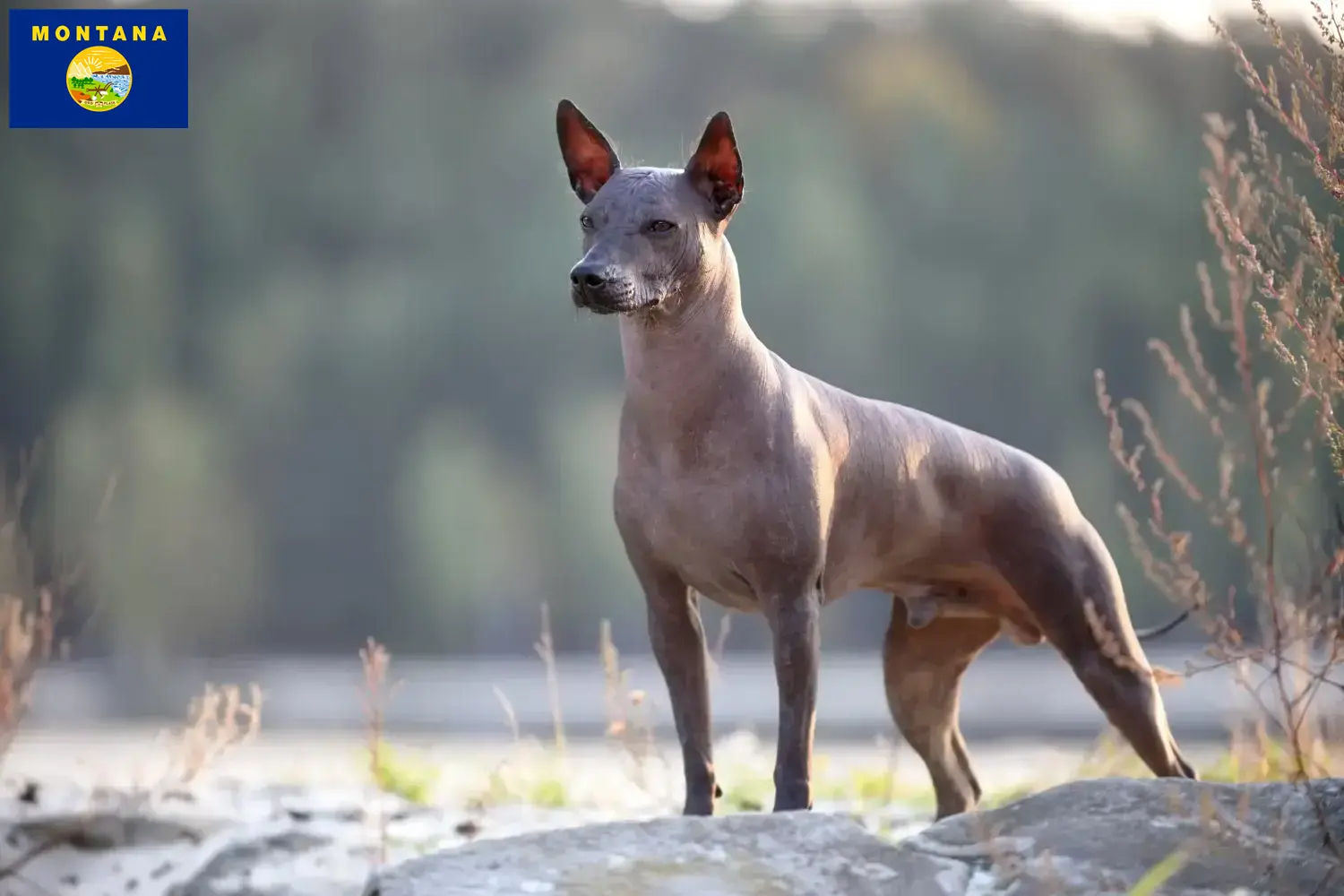 Xolo puppies and breeder Montana Find Xolos breeders in Montana here.