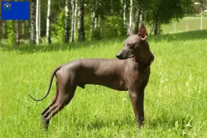 Read more about the article Xolo breeders and puppies in Nevada