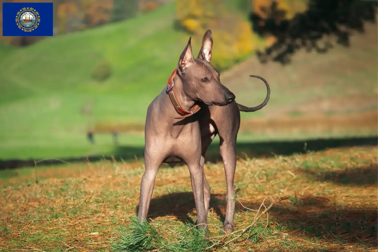 Xolo puppies and breeders New Hampshire Find Xolos breeders in New Hampshire here.