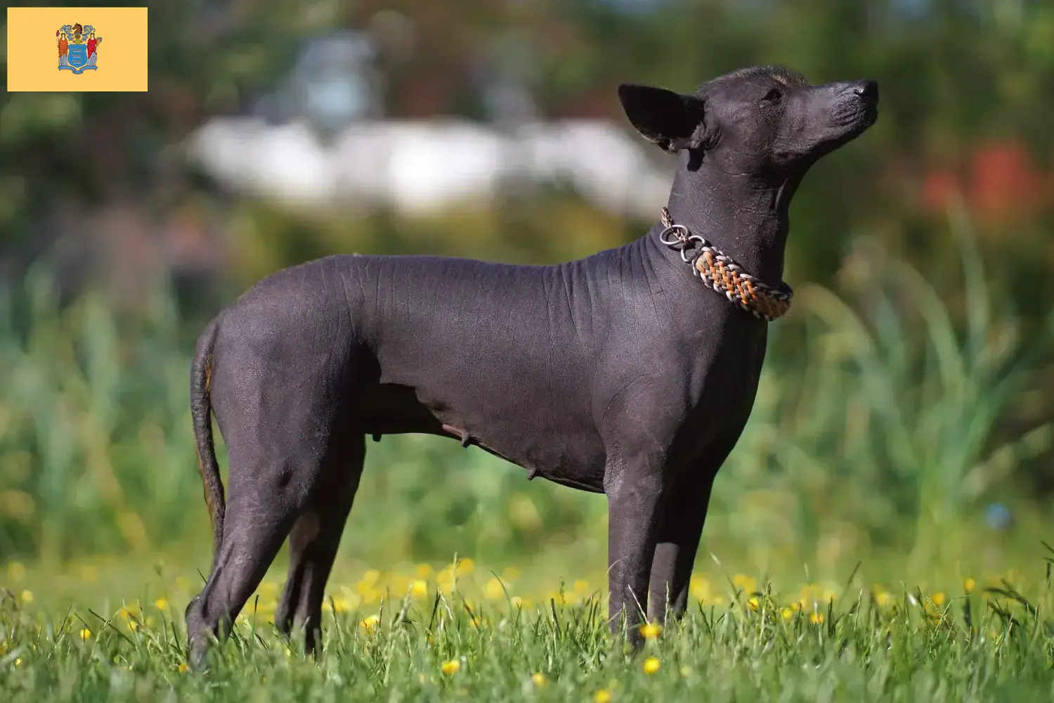 Xolo puppies and breeders New Jersey Find Xolos breeders in New Jersey here.