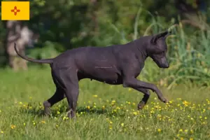 Read more about the article Xolo breeders and puppies in New Mexico