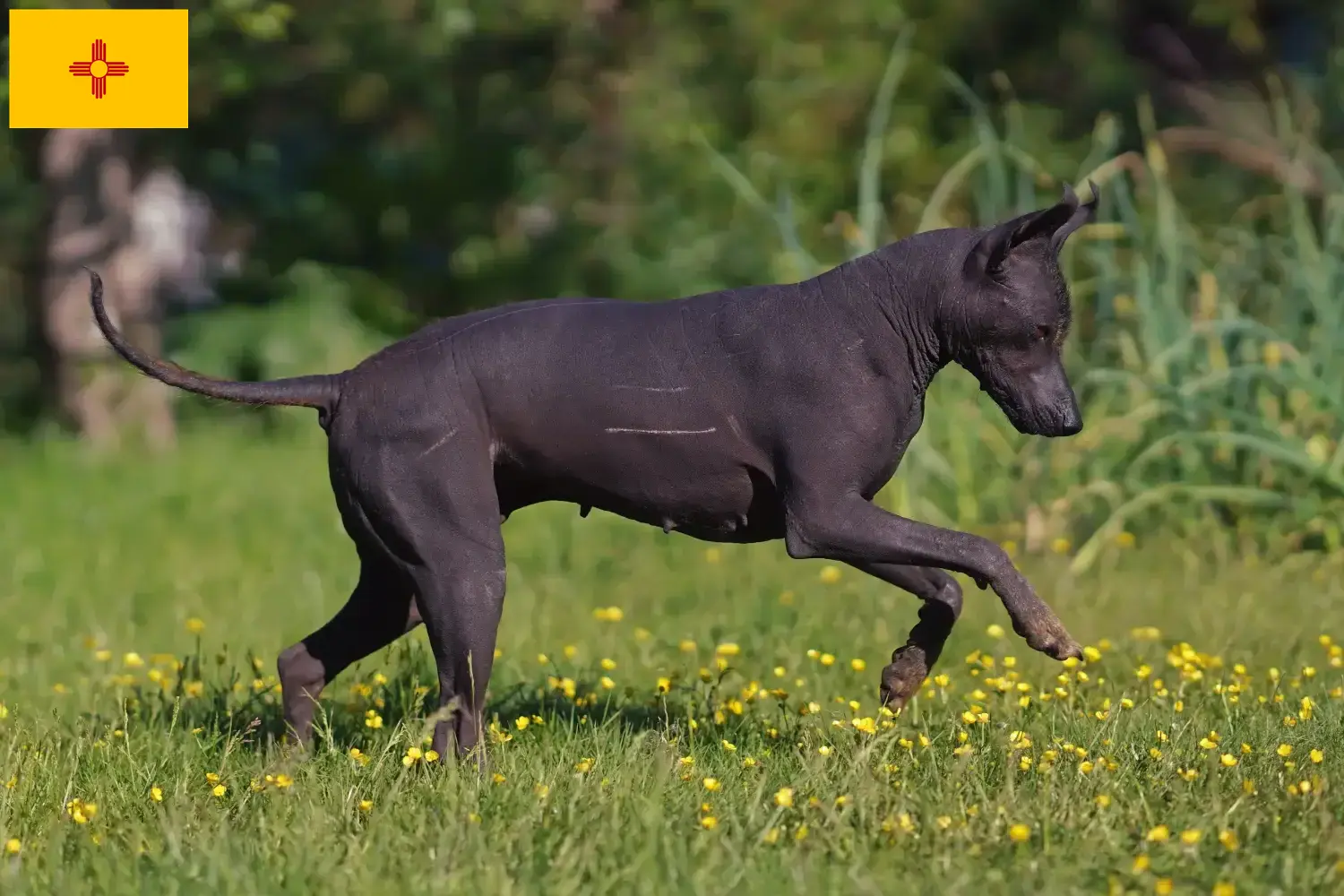 Xolo puppies and breeders New Mexico Find Xolos breeders in New Mexico here.