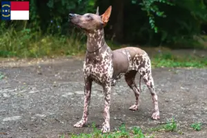 Read more about the article Xolo breeders and puppies in North Carolina