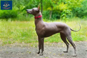 Read more about the article Xolo breeders and puppies in North Dakota