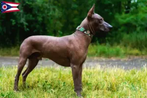 Read more about the article Xolo breeders and puppies in Ohio