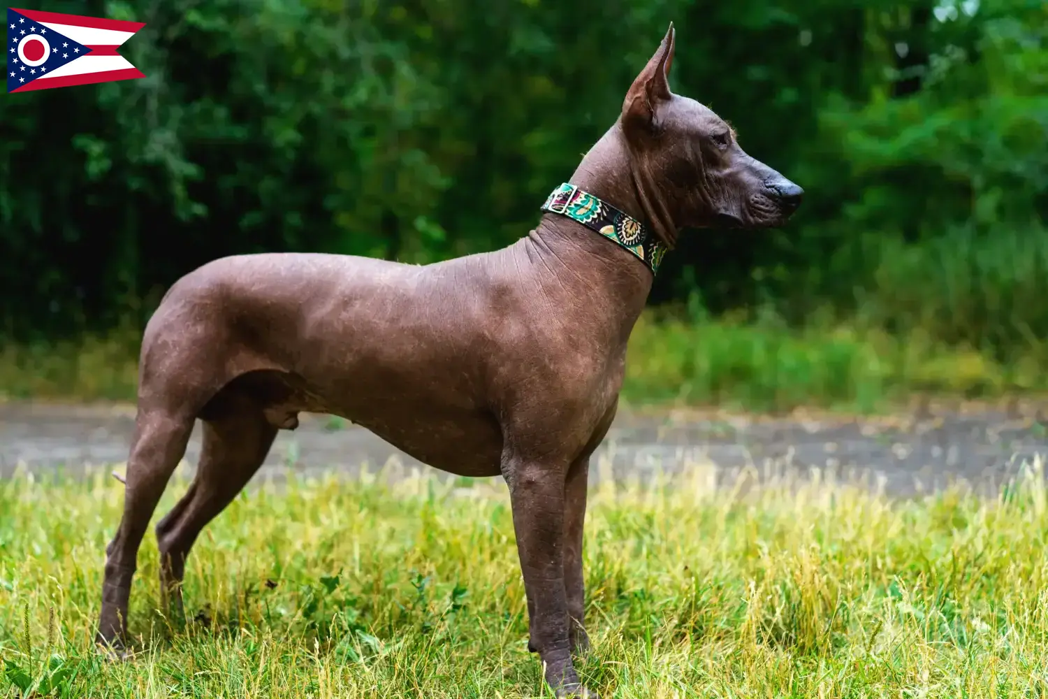 Xolo puppies and breeders Ohio Find Xolo breeders in Ohio here.