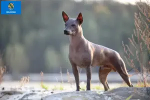 Read more about the article Xolo breeders and puppies in Oklahoma
