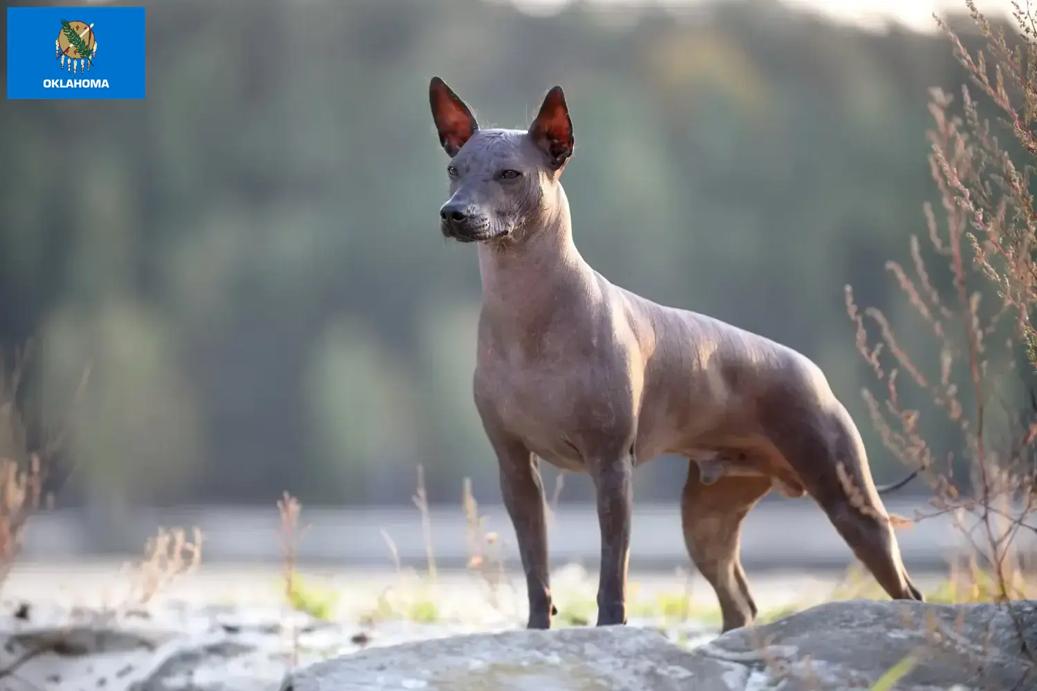 Xolo puppies and breeders Oklahoma Find Xolos breeders in Oklahoma here.