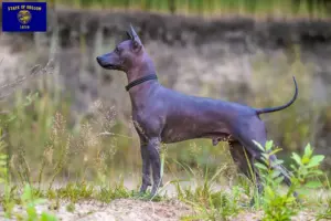 Read more about the article Xolo breeders and puppies in Oregon