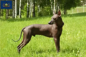 Read more about the article Xolo breeders and puppies in Pennsylvania