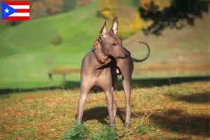 Read more about the article Xolo breeders and puppies in Puerto Rico