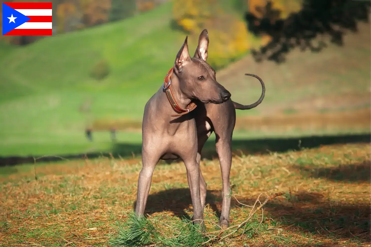 Xolo puppies and breeders Puerto Rico Here you can find Xolos breeders in Puerto Rico.