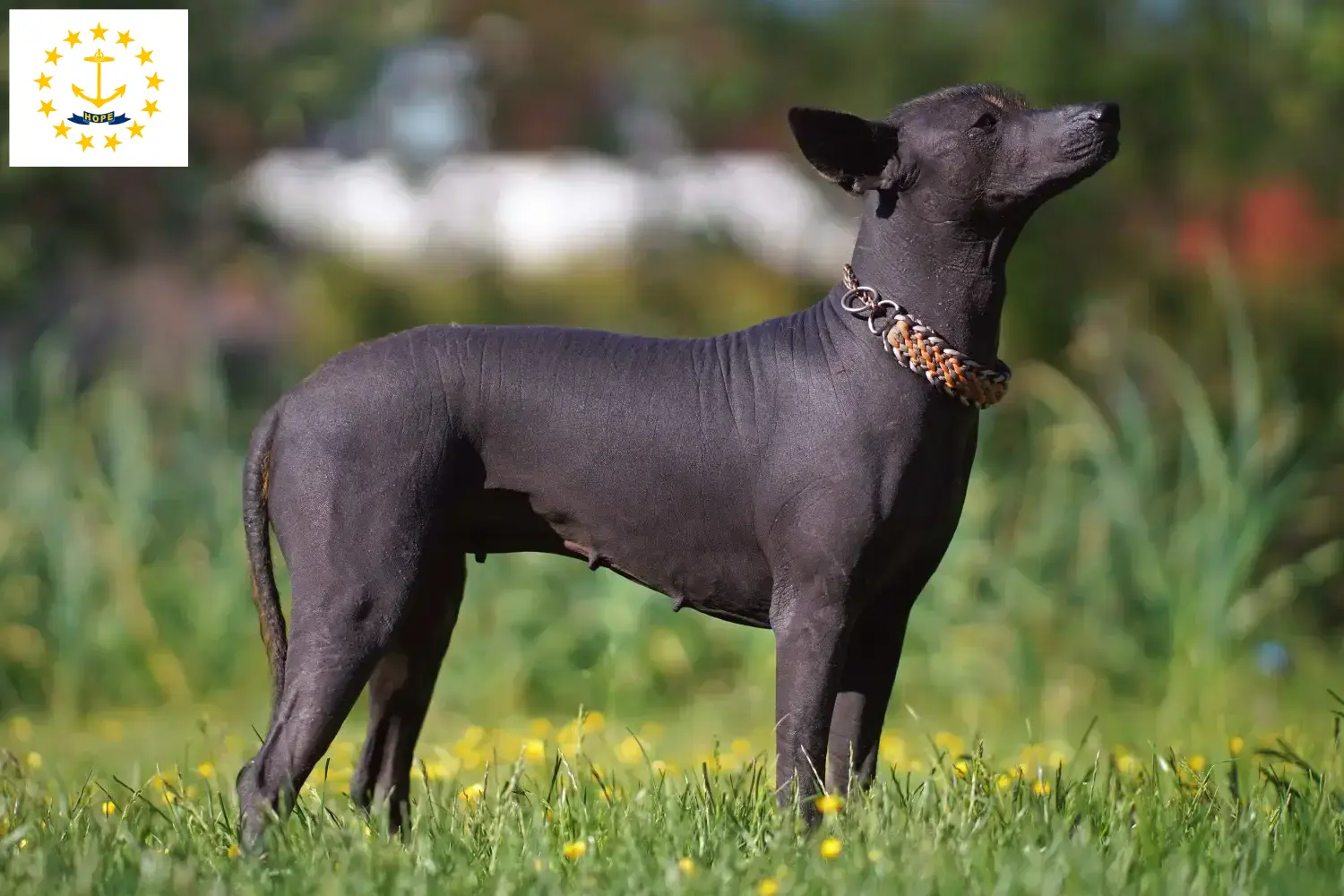 Xolo puppies and breeders Rhode Island Find Xolos breeders in Rhode Island here.