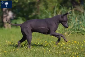 Read more about the article Xolo breeders and puppies in South Carolina