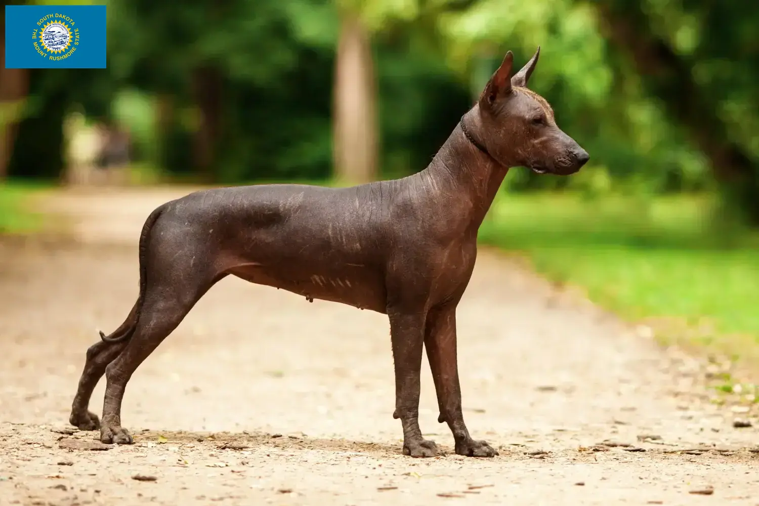 Xolo puppies and breeders South Dakota Here you can find Xolos breeders in South Dakota.