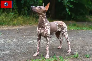 Read more about the article Xolo breeders and puppies in Tennessee