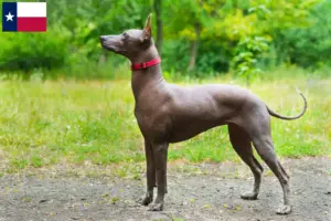 Read more about the article Xolo breeders and puppies in Texas
