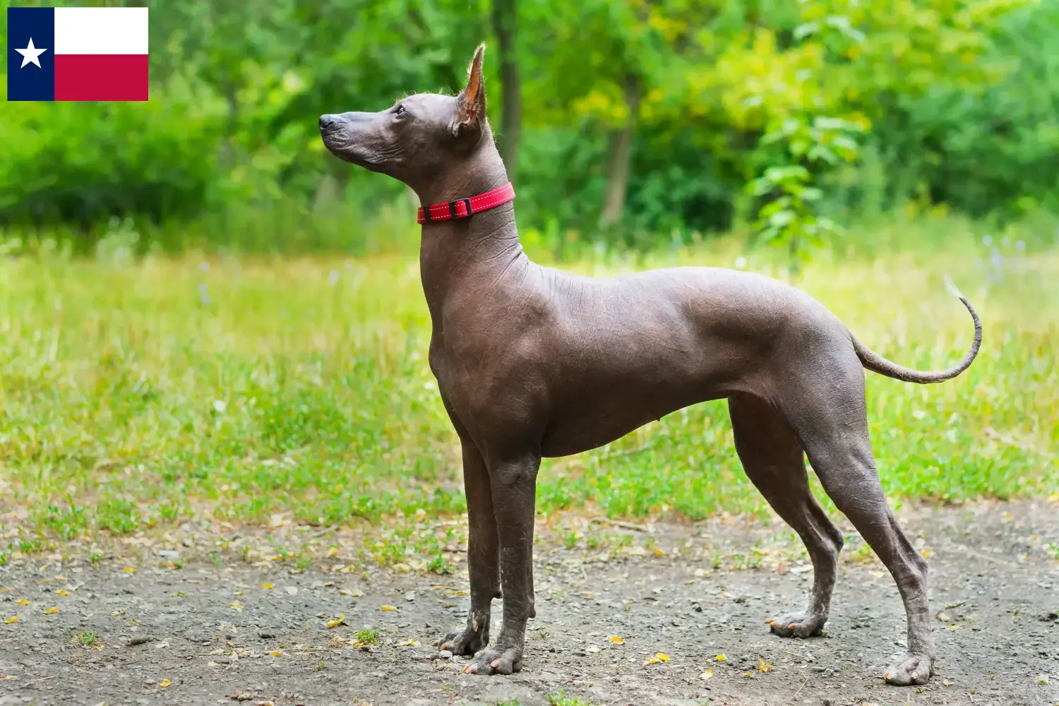 Xolo puppies and breeders Texas Here you can find Xolos breeders in Texas.