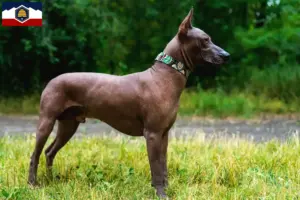 Read more about the article Xolo breeders and puppies in Utah