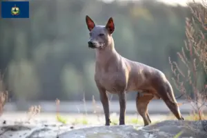 Read more about the article Xolo breeders and puppies in Vermont