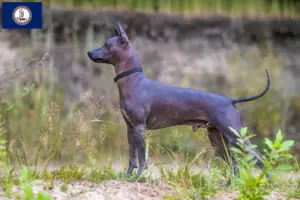 Read more about the article Xolo breeders and puppies in Virginia