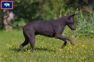 Read more about the article Xolo breeders and puppies in Wyoming