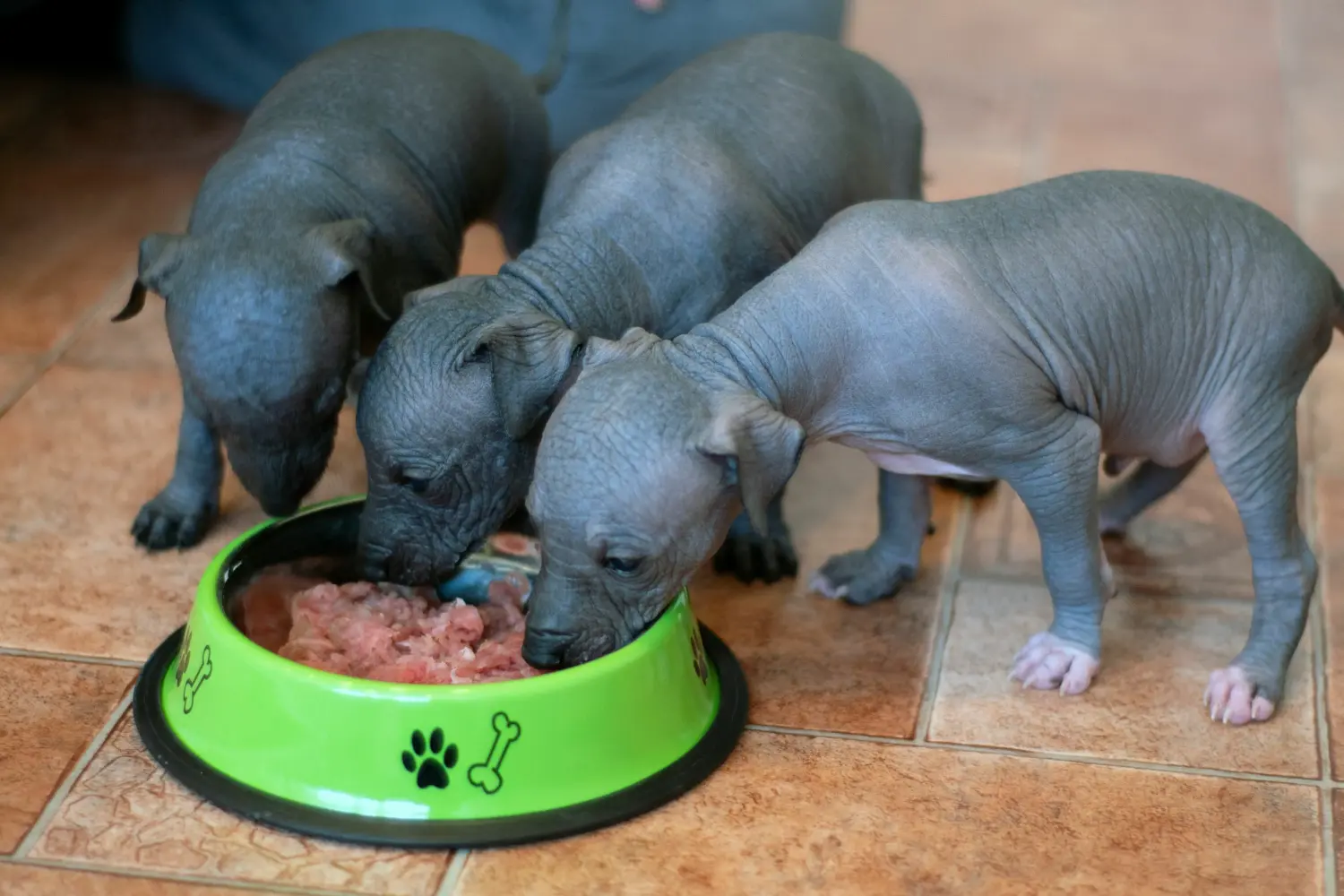 Buying a Xolo puppy means taking responsibility! Buy Xolo puppies.