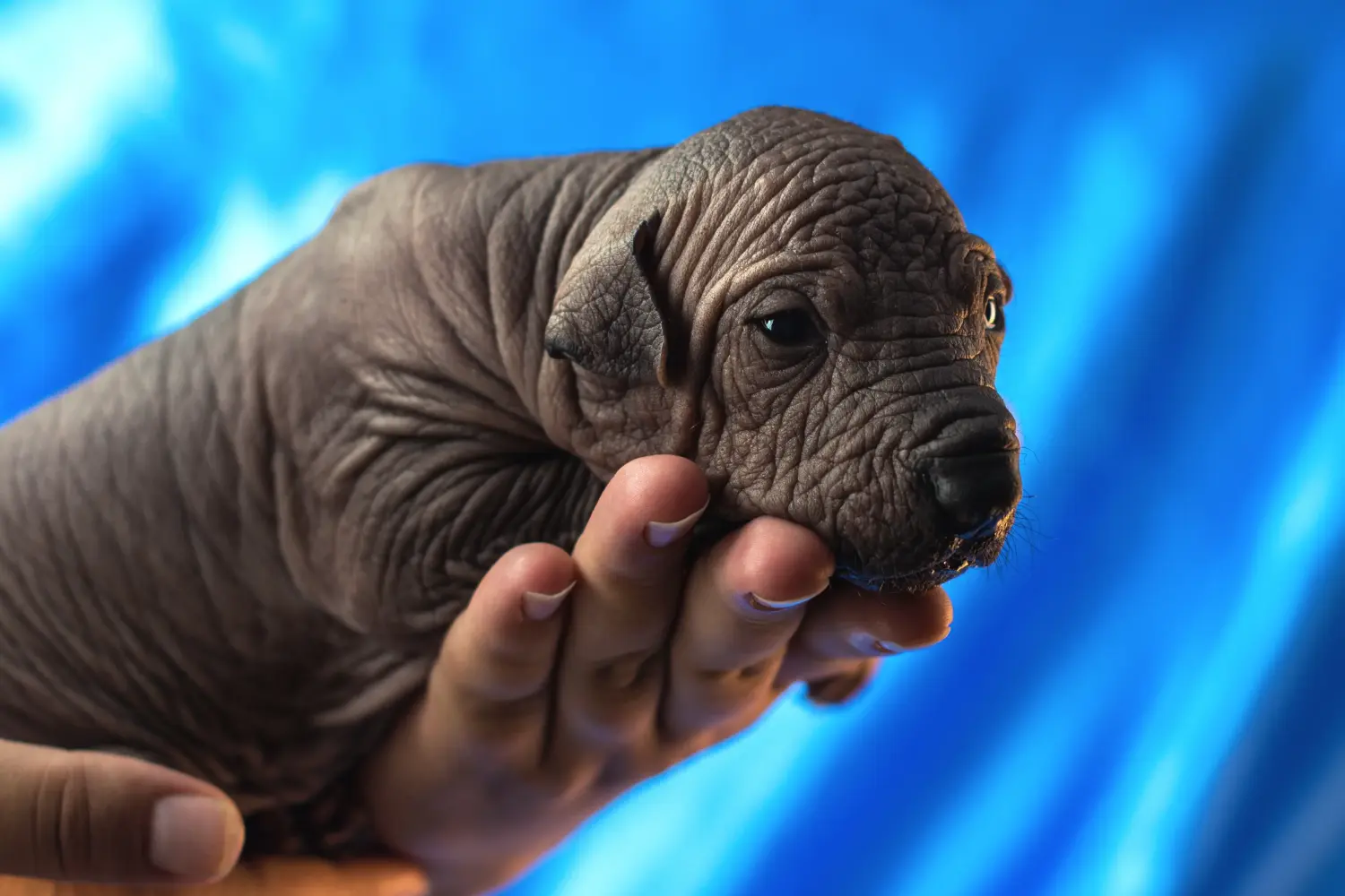 Buying a Xolo puppy means taking responsibility! Buy Xolo puppies.