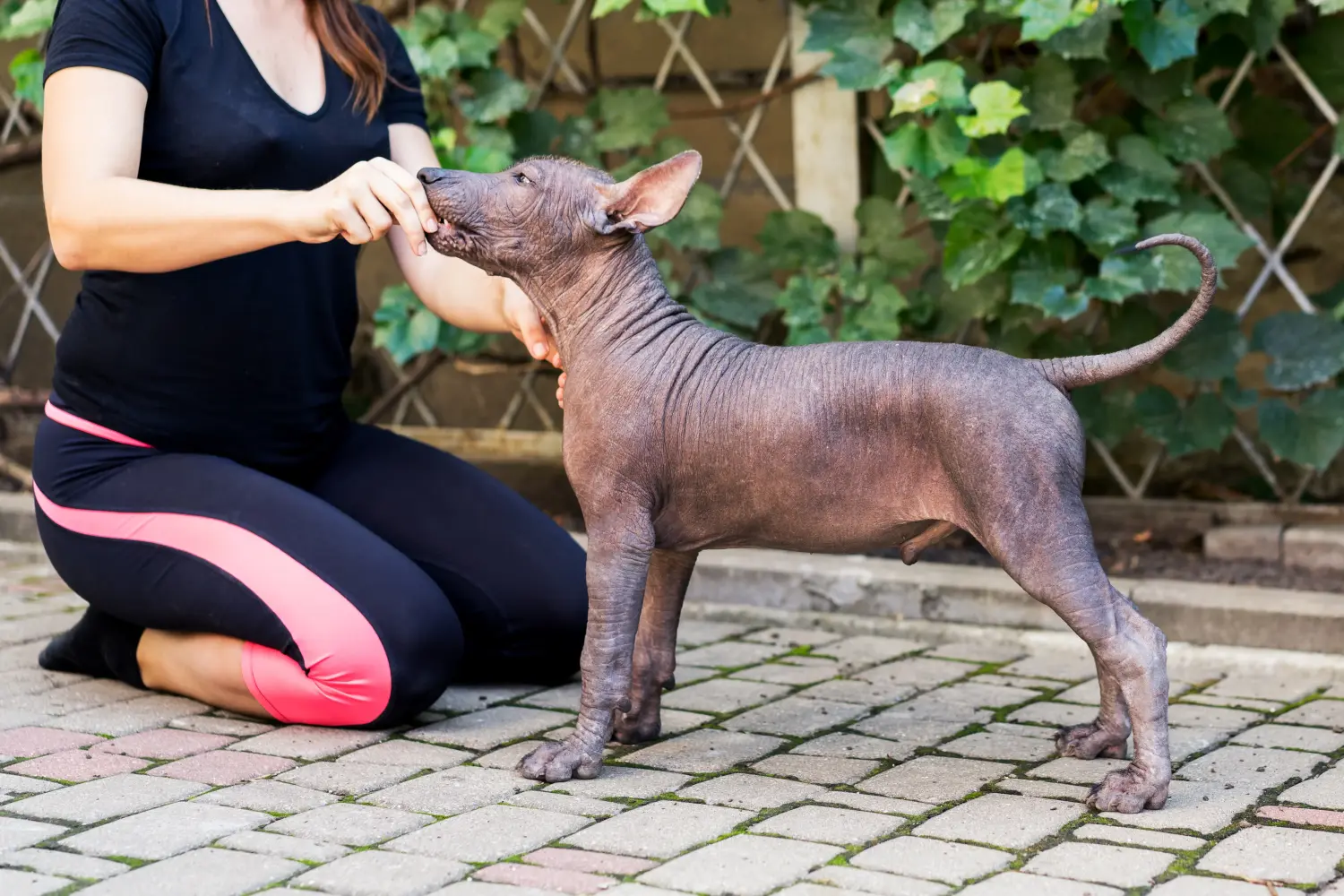 Buying a Xolo puppy means taking responsibility! Buy Xolo puppies.