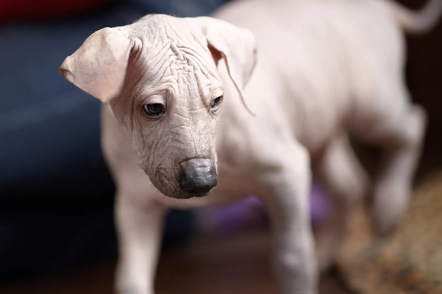 Buying a Xolo puppy means taking responsibility! Buy Xolo puppies.