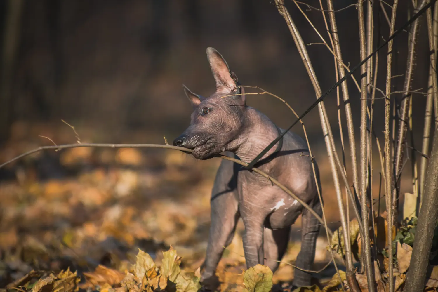 Buying a Xolo puppy means taking responsibility! Buy Xolo puppies.